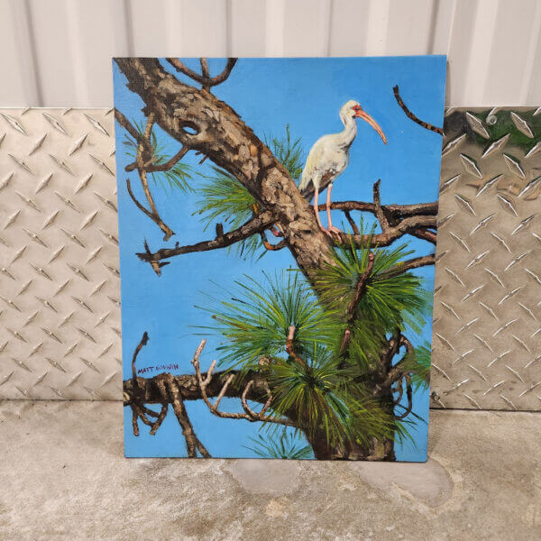 ibis in pine tree oil painting nature scene art by matt godwin 11x14 - Buy Art for Sale By Artist - Handmade in South Florida USA