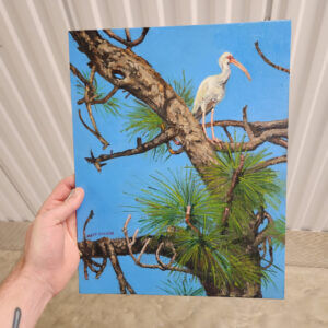 Ibis in a Tree, 11″x14″