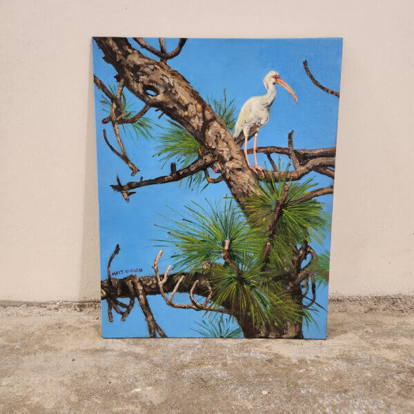 ibis in pine tree oil painting nature scene art by matt godwin 11x14 - Buy Art for Sale By Artist - Handmade in South Florida USA