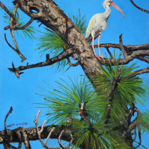 ibis in pine tree oil painting nature scene art by matt godwin 11x14 - Buy Art for Sale By Artist - Handmade in South Florida USA