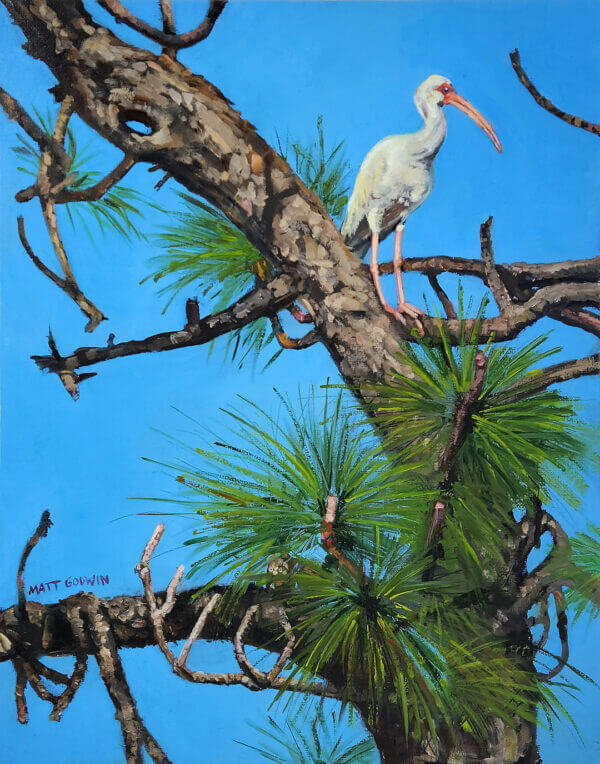 ibis in pine tree oil painting nature scene art by matt godwin 11x14 - Buy Art for Sale By Artist - Handmade in South Florida USA