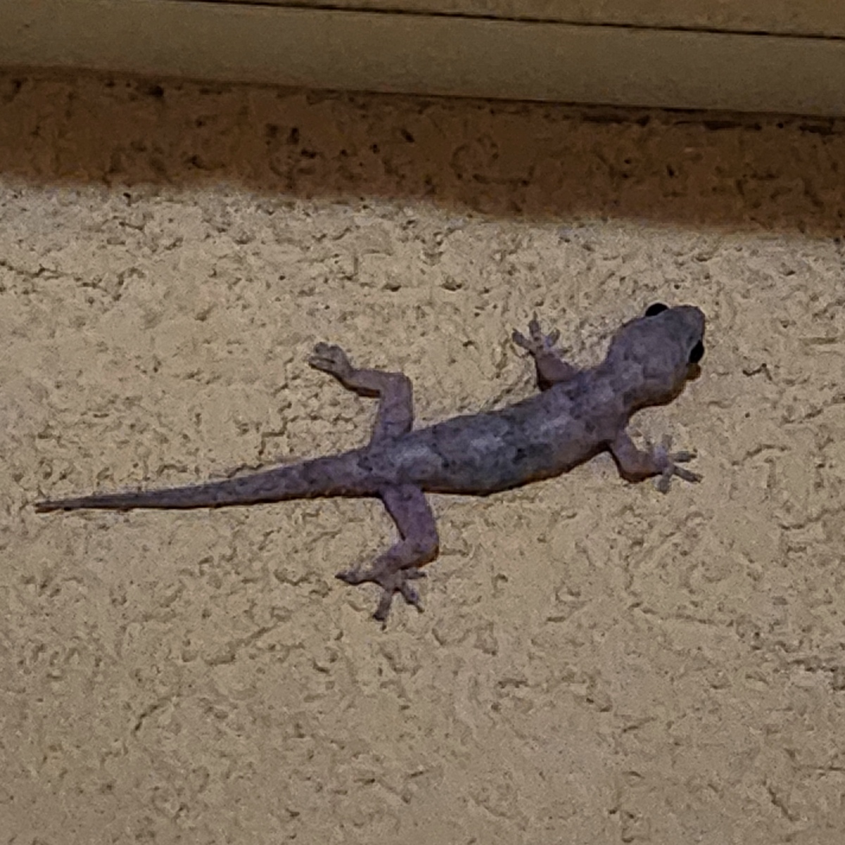 Gecko