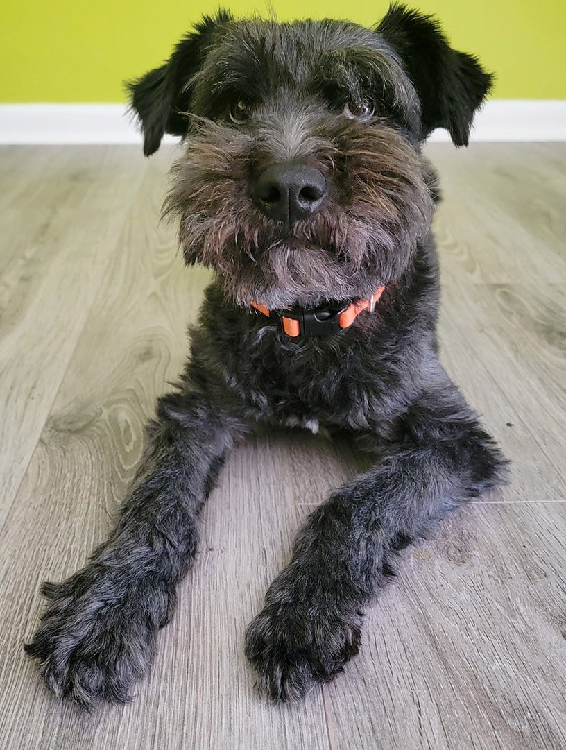 My other dog