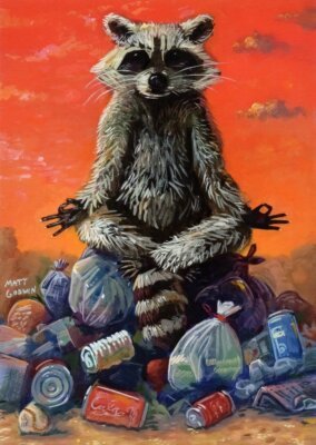 Raccoon Meditating